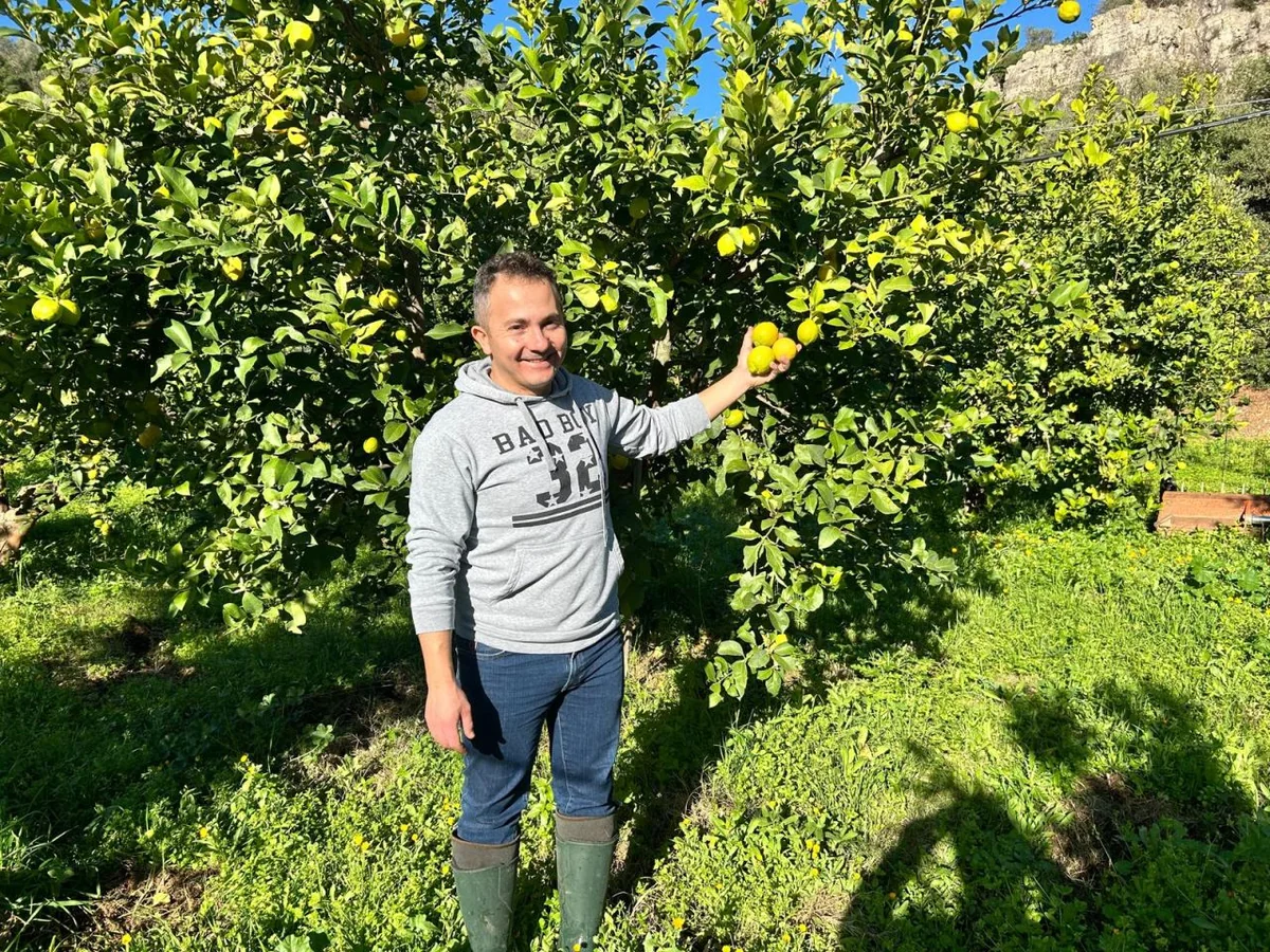 Vincenzo nel limoneto con i frutti appena raccolti