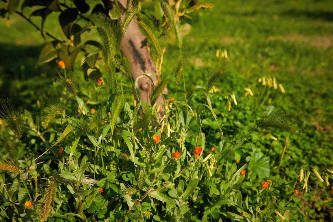 Vegetazione spontanea a copertura del terreno