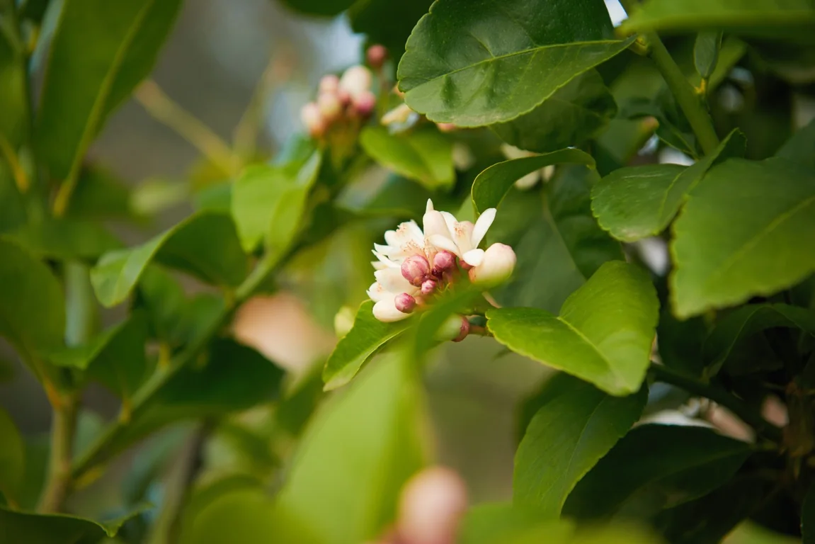 Fiori di agrume tra le foglie