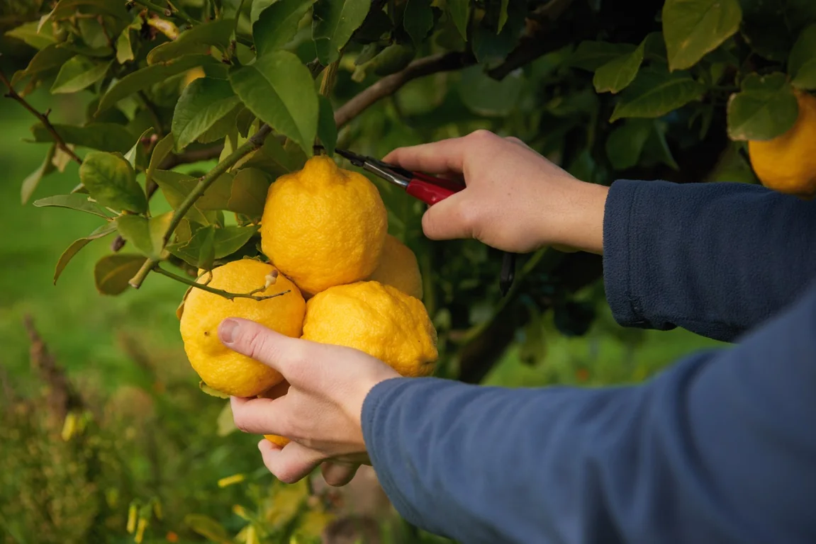Raccolta dei limoni con le forbici