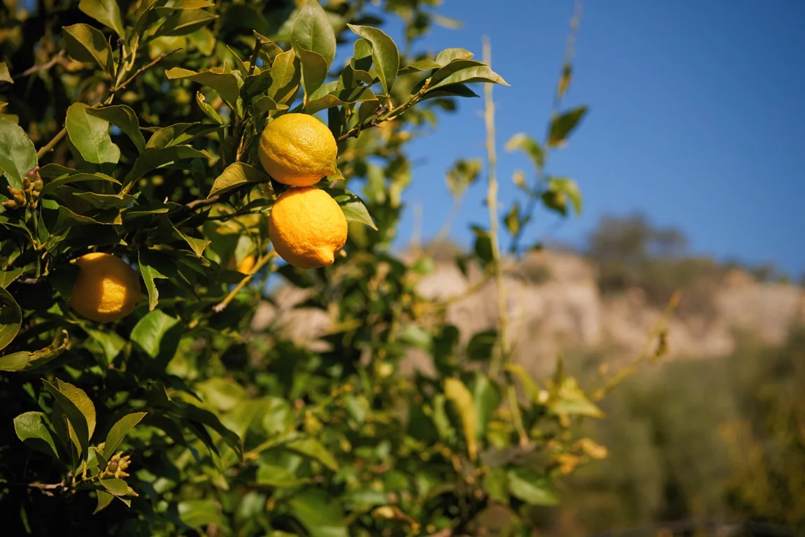 Limoni sulla pianta e paesaggio agricolo